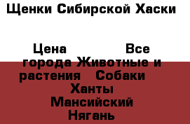 Щенки Сибирской Хаски › Цена ­ 20 000 - Все города Животные и растения » Собаки   . Ханты-Мансийский,Нягань г.